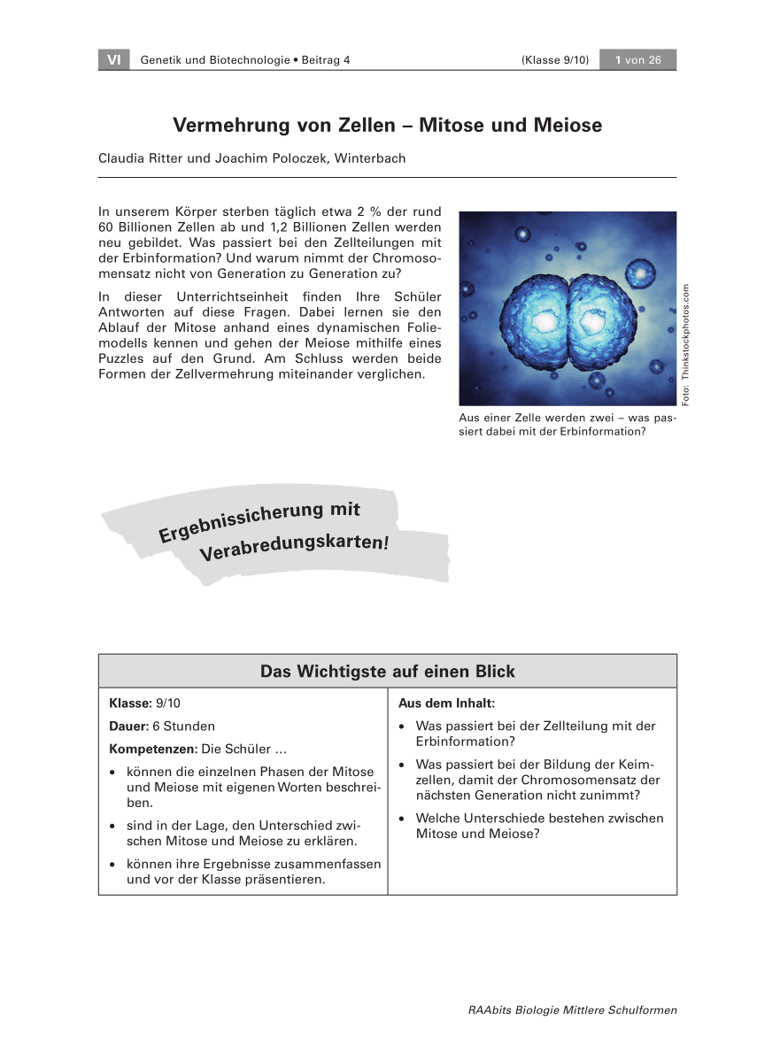 Vermehrung von Zellen