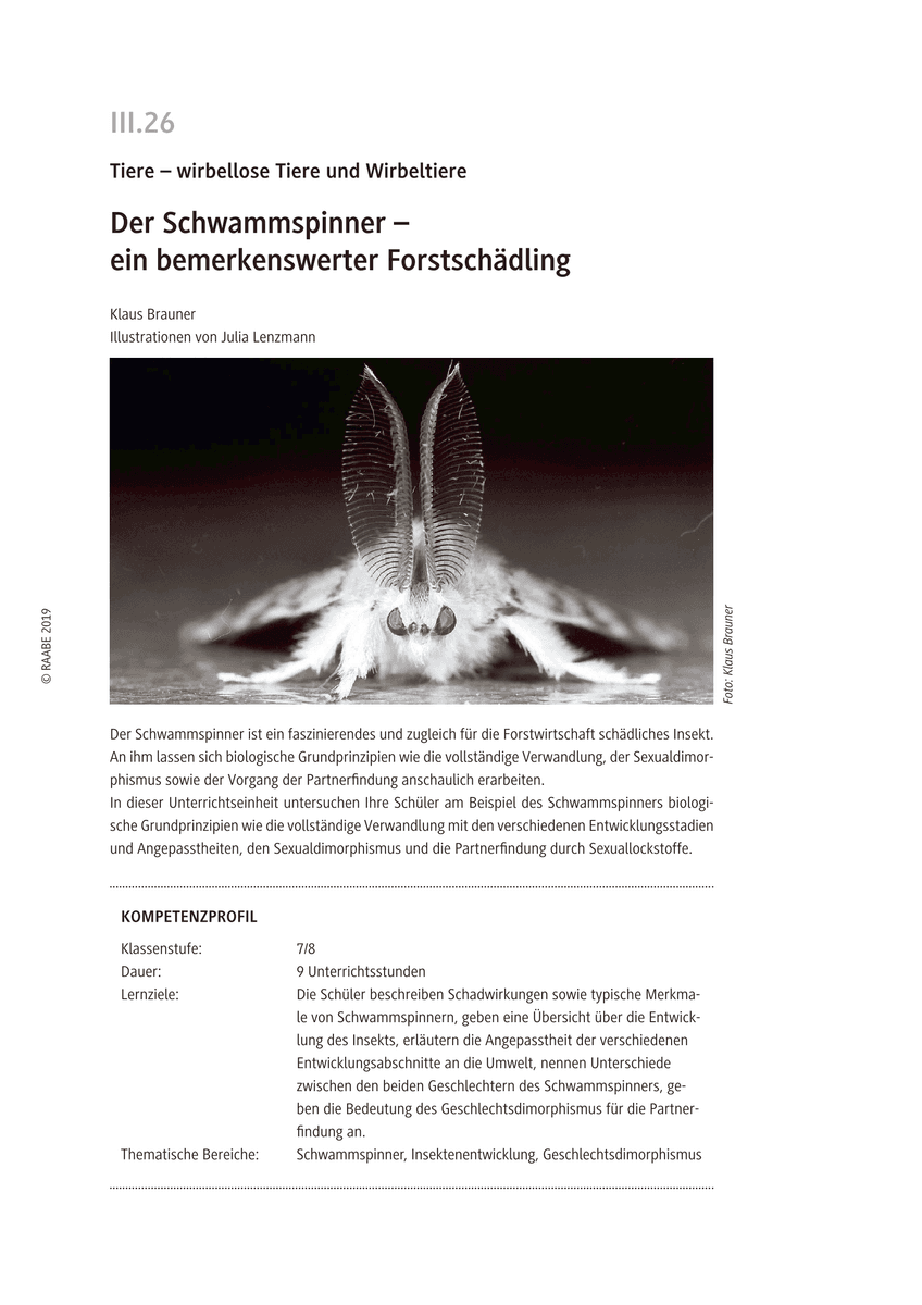 Der Schwammspinner