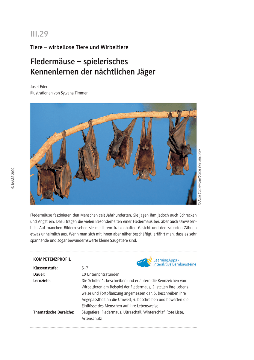 Fledermäuse