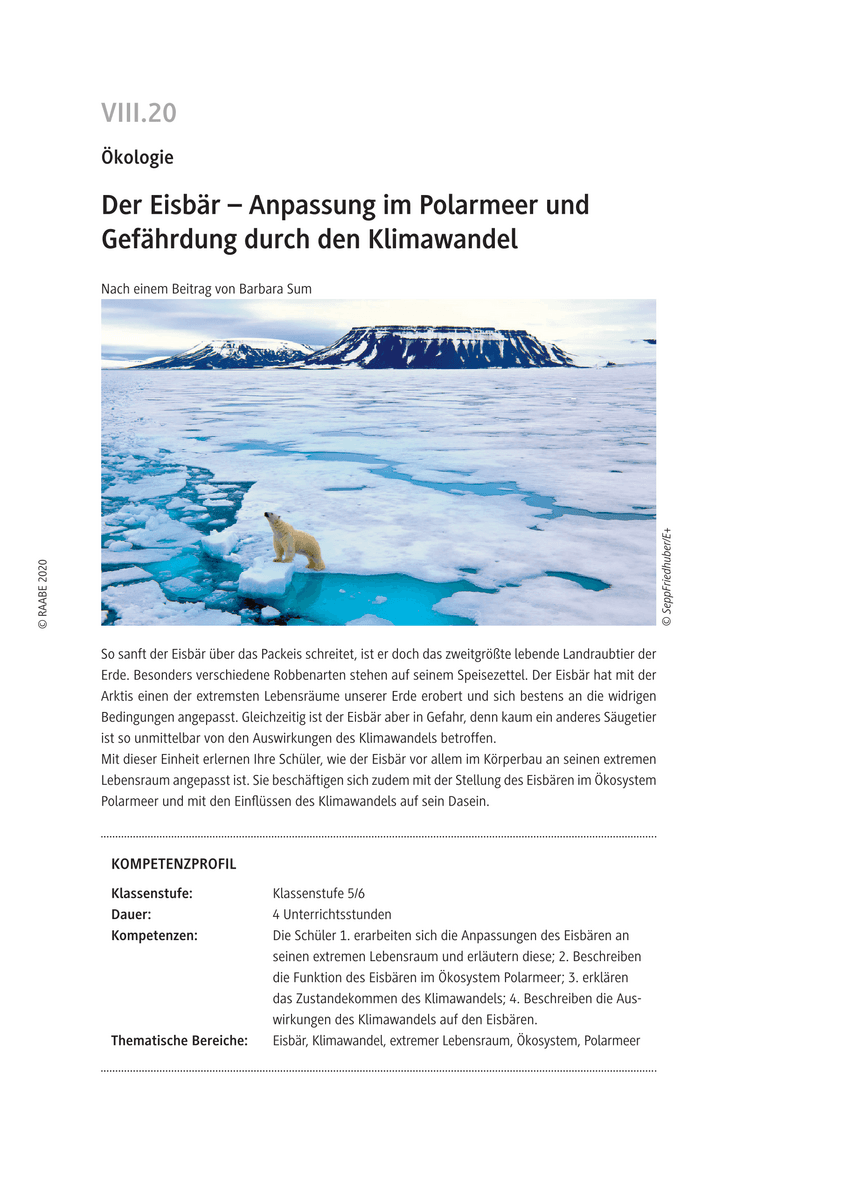Der Eisbär