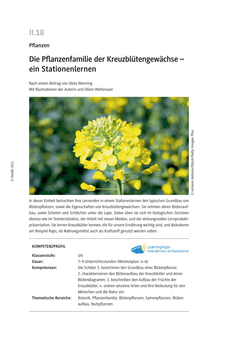 Die Pflanzenfamilie der Kreuzblütengewächse