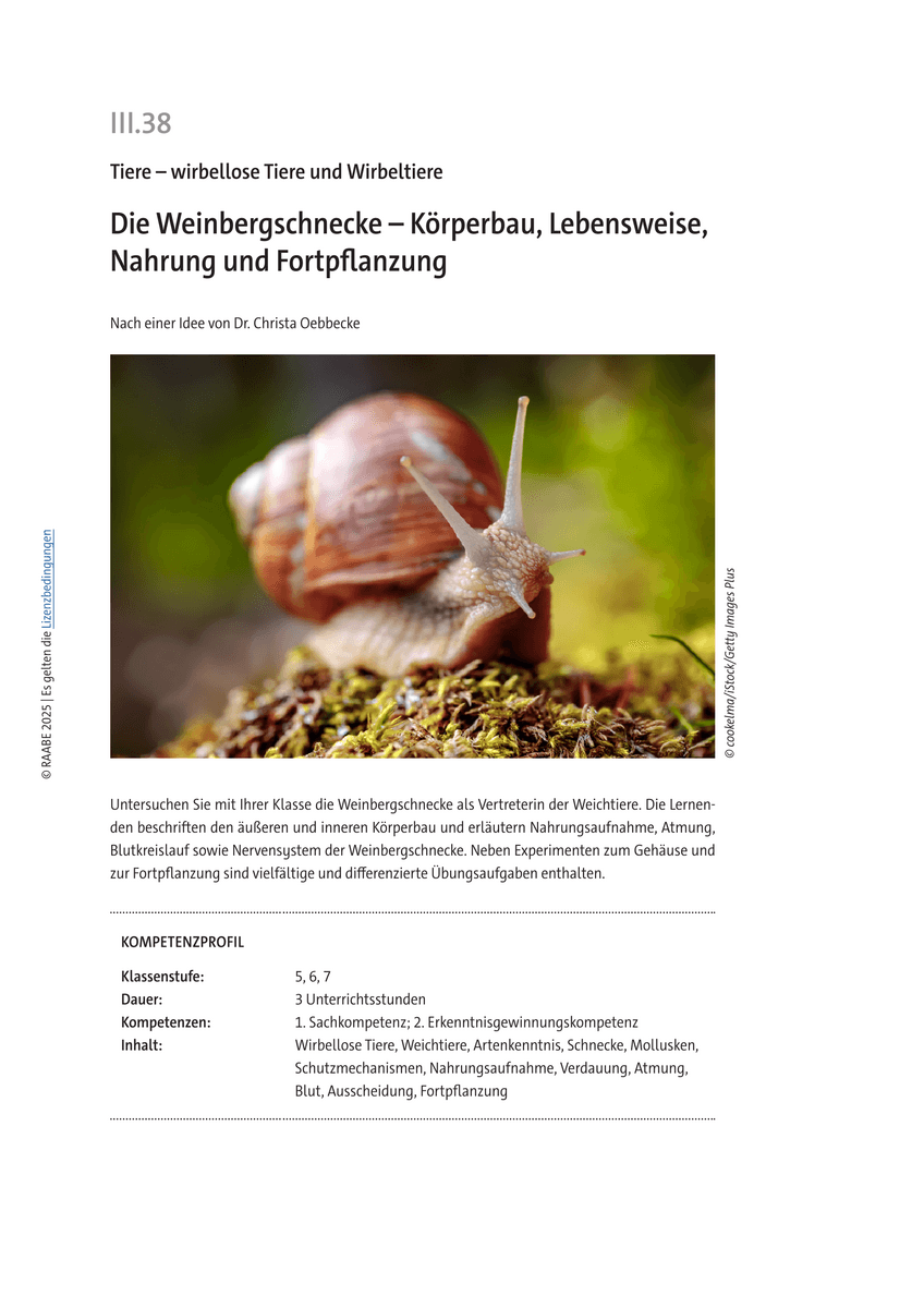 Die Weinbergschnecke