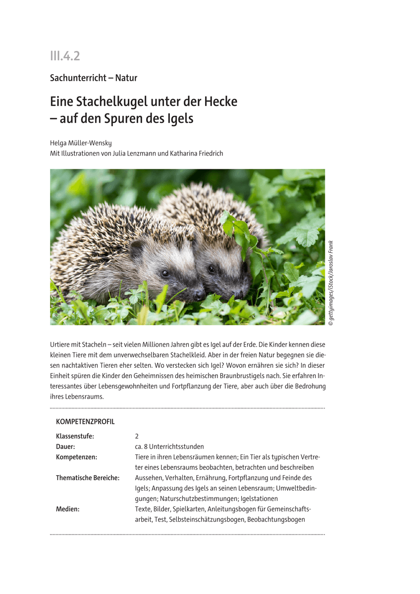 Eine Stachelkugel unter der Hecke