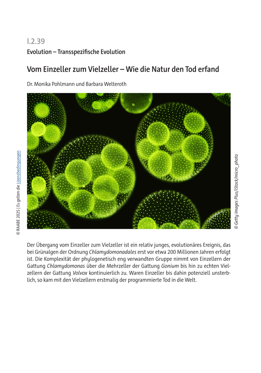 Vom Einzeller zum Vielzeller Vom Einzeller zum Vielzeller