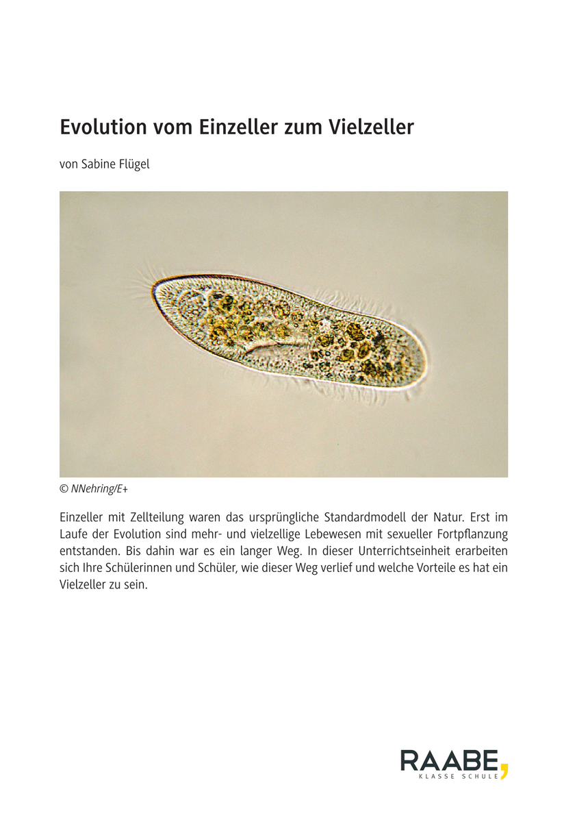 Evolution vom Einzeller zum Vielzeller Evolution vom Einzeller zum Vielzeller
