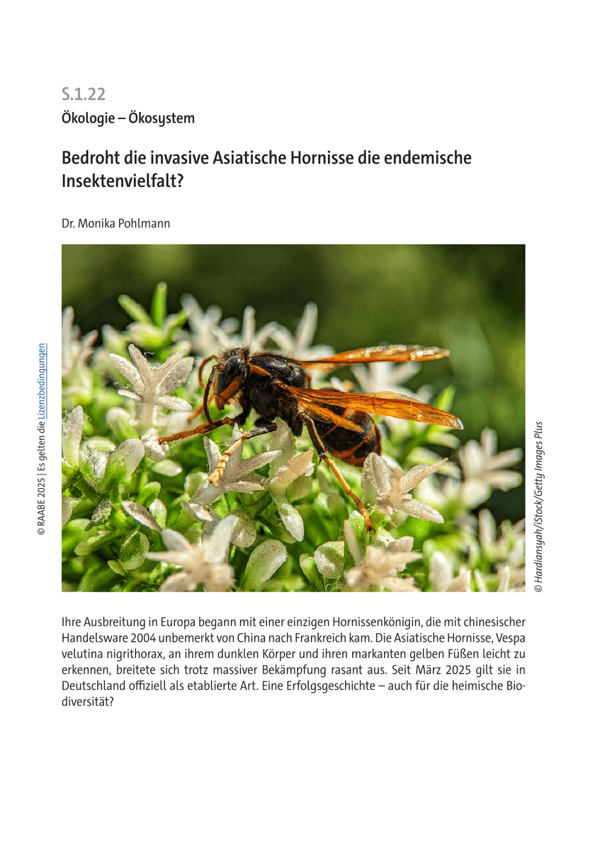 Bedroht die invasive Asiatische Hornisse die endemische Insektenvielfalt? Bedroht die invasive Asiatische Hornisse die endemische Insektenvielfalt?