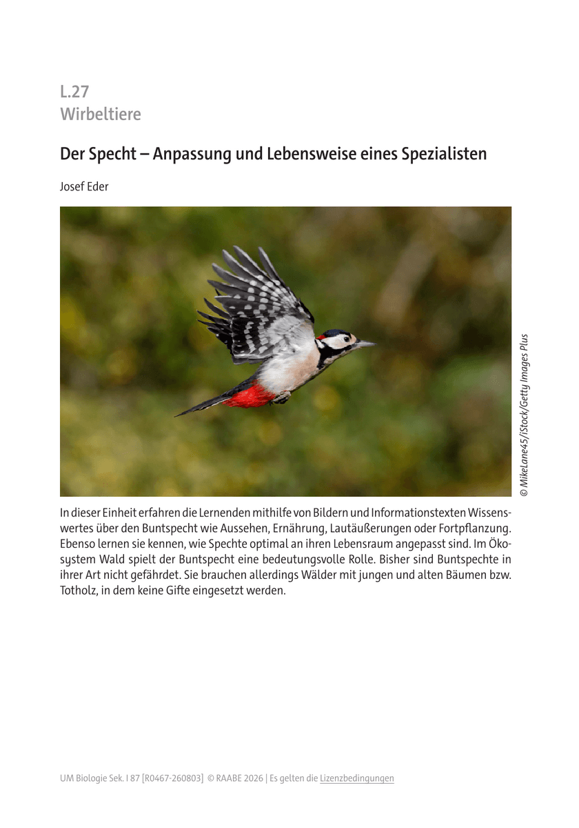 Der Specht Der Specht