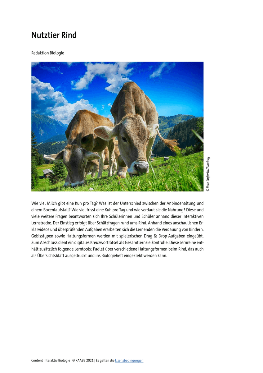 Nutztier Rind Nutztier Rind