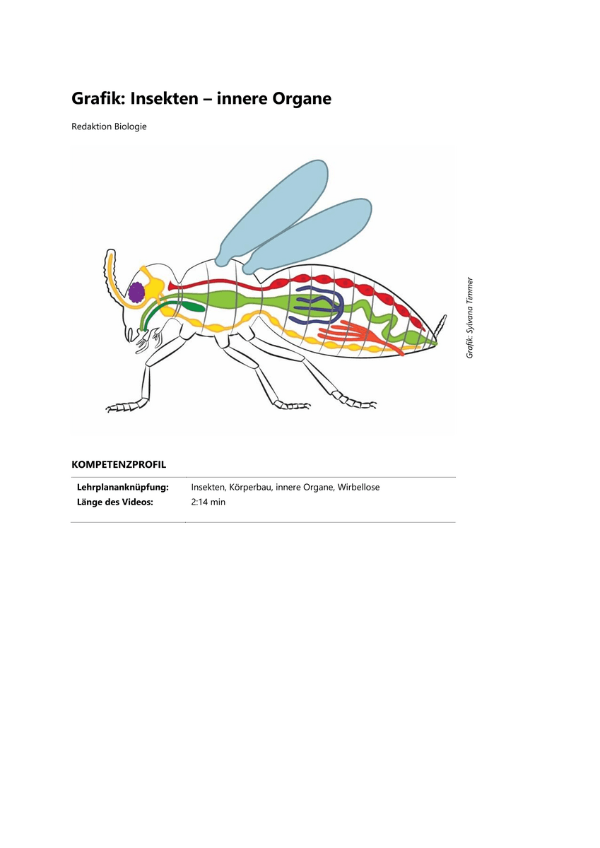 Lernen & Üben: Körperbau und innere Organe von Insekten Lernen & Üben: Körperbau und innere Organe von Insekten